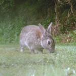 Rabbit
