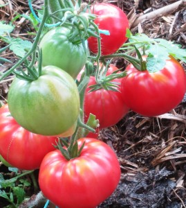 Tomatoes in Pant, Shropshire